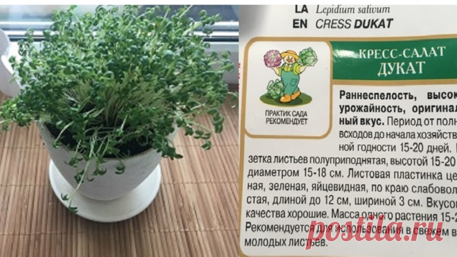 Соседка по даче научила проращивать зелень за 6 часов