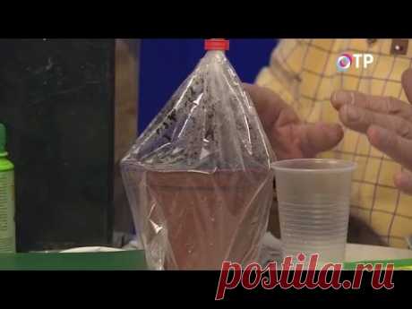 Секреты выращивания рассады. Удачные советы. Видео - Ботаничка.ru