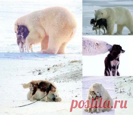 (38) Одноклассники