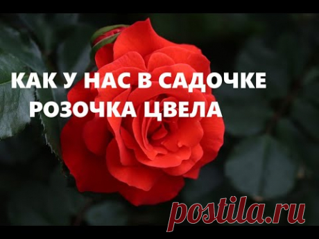 Эко-сумка с крэйзи-розой.(сентябрь 2024г)