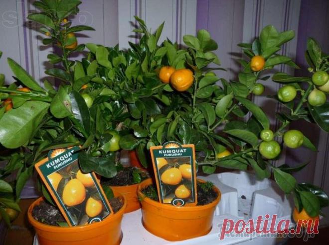 Комнатный мандарин уход в домашних условиях