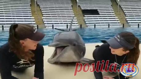 Дельфин ловелас