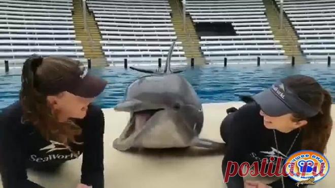 Дельфин ловелас