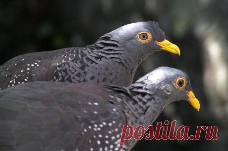 Сем. Голубиные (Columbidae)
Оливковый голубь (Columba arquatrix)