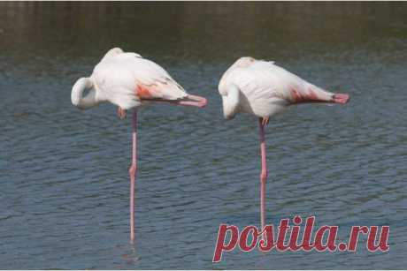 Фламинго спят