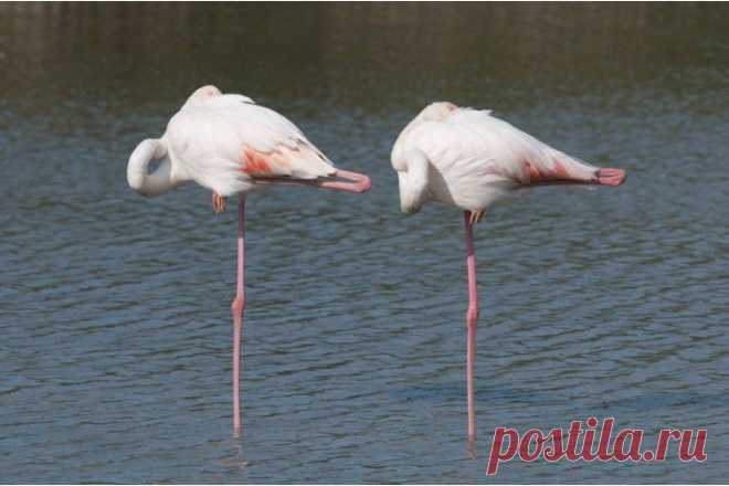 Фламинго спят