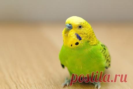Волнистый попугай — ДОМАШНИЕ