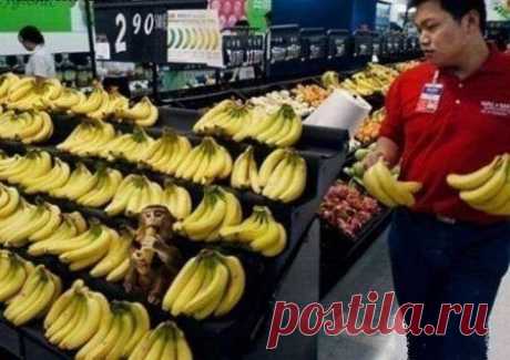 Наглость - второе счастье / Питомцы