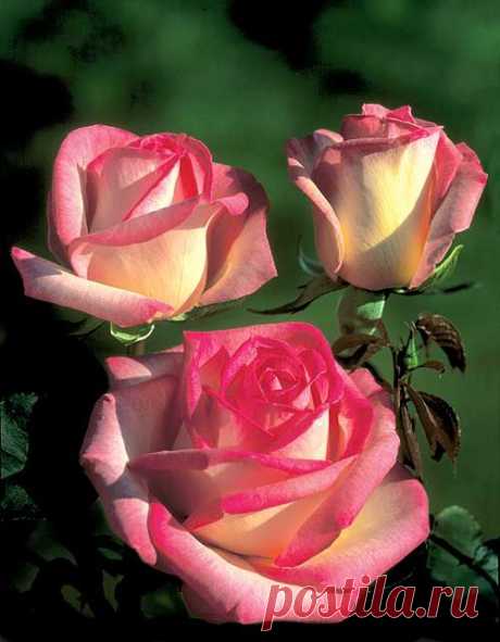 love roses in the garden - pretty pinks and corals too.  |   Pinterest • Всемирный каталог идей