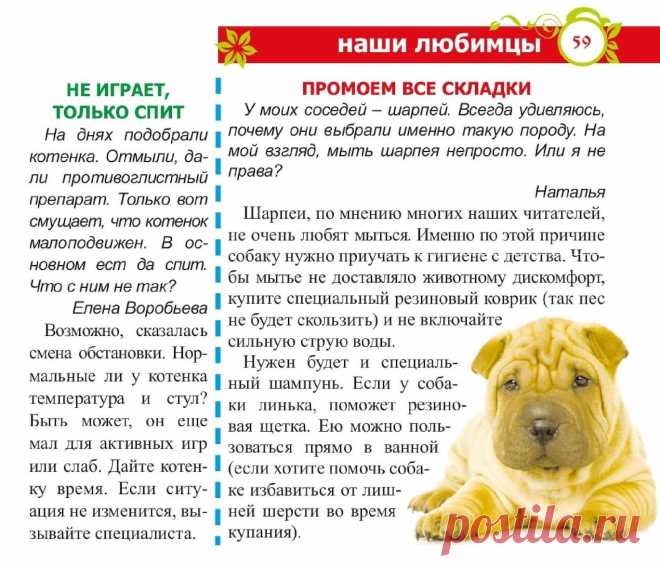 Как мыть шарпея. Котенок не играет, а спит