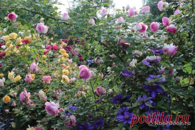 Розовое царство.