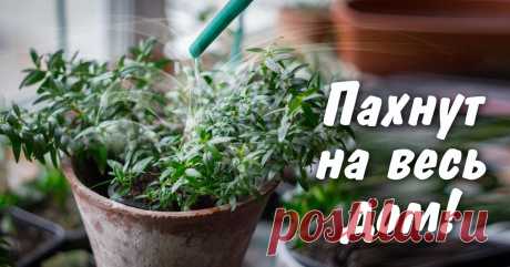 Ароматнейшие комнатные растения | Делимся советами