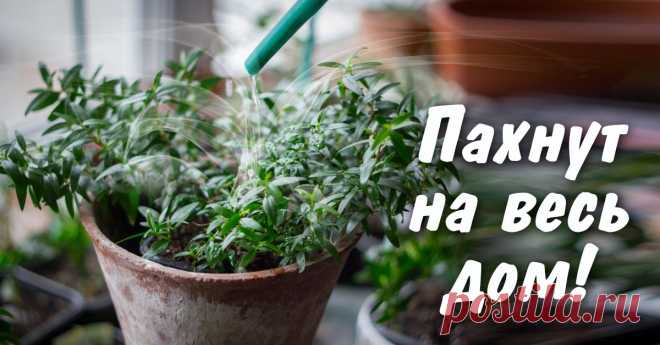 Ароматнейшие комнатные растения | Делимся советами