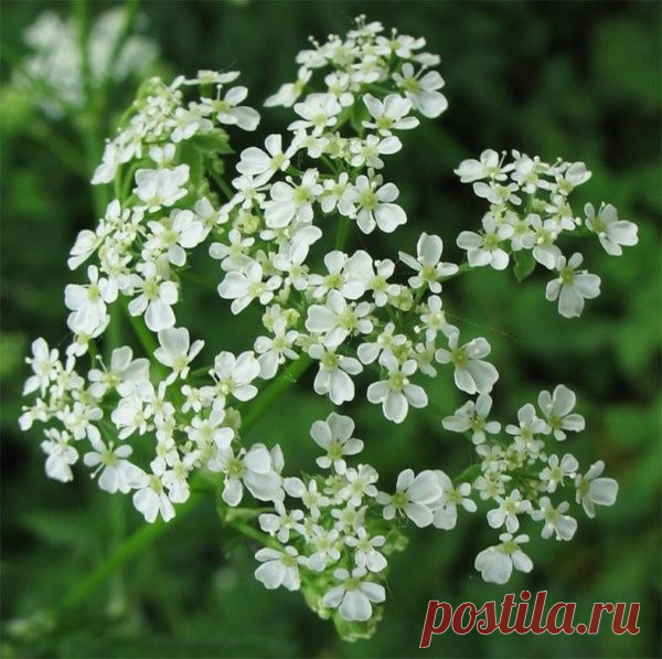Самое модное растение дач в 2015 году – купырь лесной