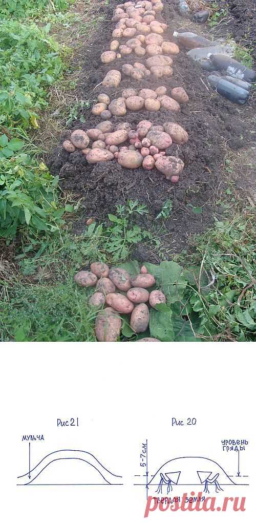 Суперурожайность – правда или миф? (часть 2).