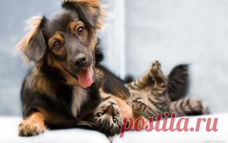 Котэ и пёсики