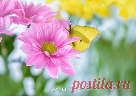 Floral fotopastel Крылова Татьяна