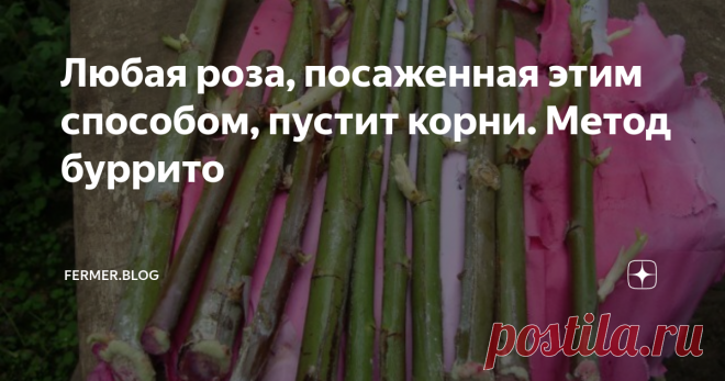 Любая роза, посаженная этим способом, пустит корни. Метод буррито Американцами был придуман интересный способ быстрого размножения любого сорта роз. Называется он буррито. Среди наших цветоводов такой метод не особенно популярен, скорее даже малоизвестен. Сегодня мы расскажем всё о методе буррито, чтобы ваш розарий радовал разнообразием красок и ароматов разных сортов роз. В чём заключается метод буррито Нарезанные черенки заворачивают в увлажнённую бумагу, газету, при это...