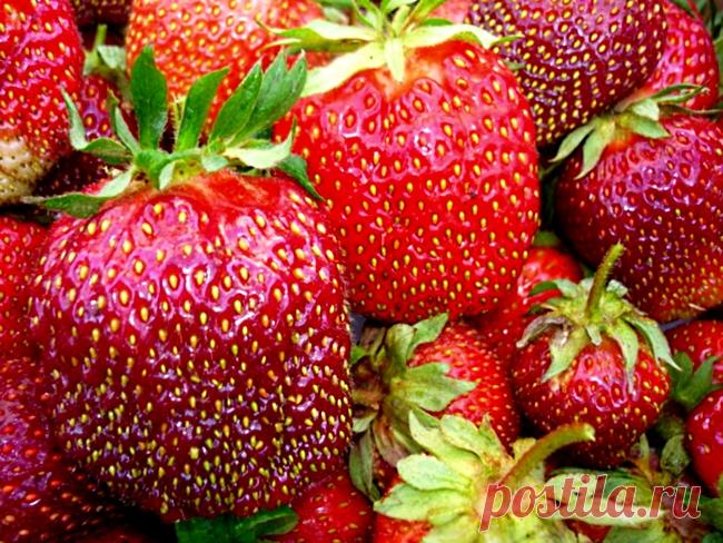 Лучшие сорта ремонтантной клубники