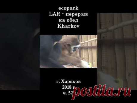 █ ЭкоПарк Харьков ч.52 / LAR перерыв на обед / 2018 г. #shorts