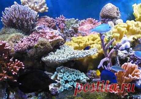 МОРСКОЕ ДНО