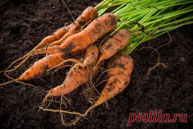 Новые подходы к агротехнике моркови | Огородник (Усадьба)