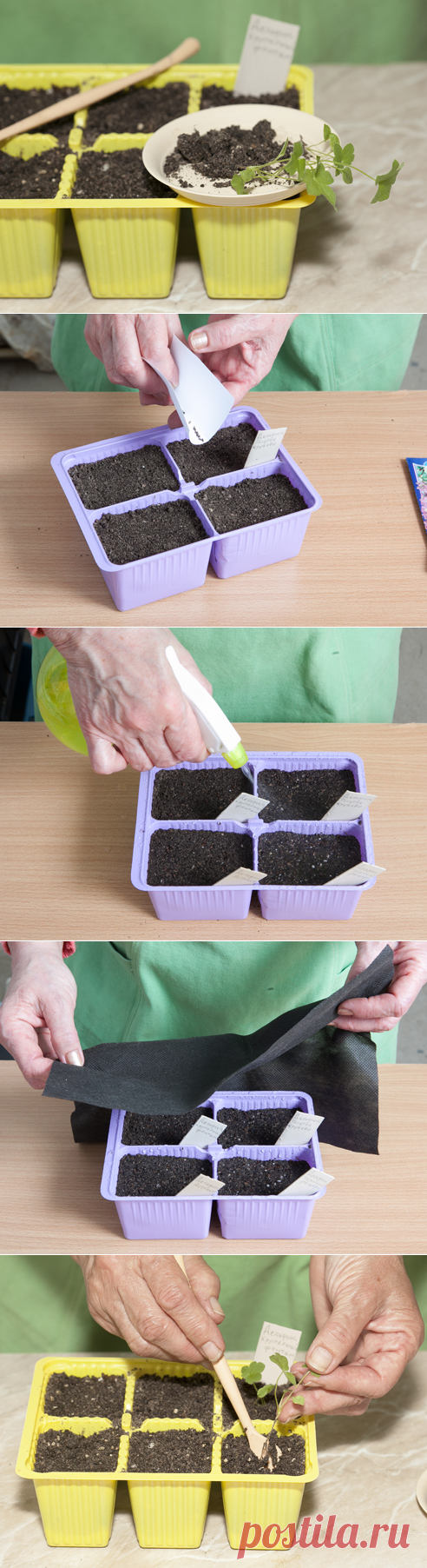 Выращивание дельфиниума из семян. Мастер-класс на Supersadovnik.ru