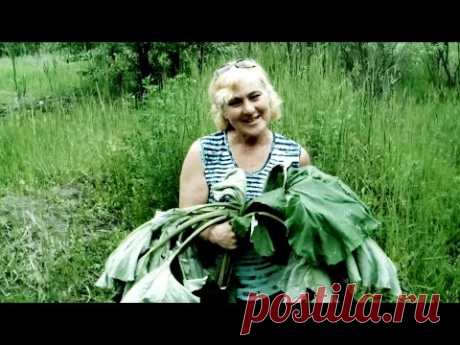 ЛОПУХ - ЛЕЧИТ ВСЕ ЗАБОЛЕВАНИЯ ГОТОВИМ МАСЛО И НАСТОЙКУ ЛОПУХА. НАРОДНАЯ МЕДИЦИНА.