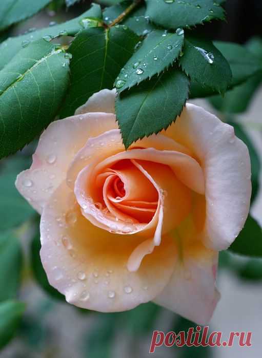 ЗАГОВОРЫ НАРОДНЫЕ ПРИМЕТЫ: НАРОДНЫЕ ПРИМЕТЫ