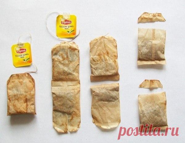 Необычная идея выращивания рассады