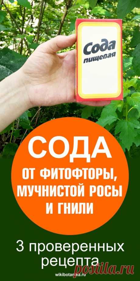 Сода от фитофторы, мучнистой росы и гнили. 3 проверенных рецепта