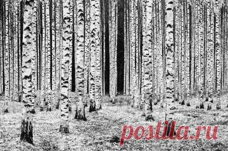Остановись, мгновенье! Как были сделаны лучшие 10 фотографий природы по итогам конкурса Nature Photographer of the Year - 2020 | Сакума | Яндекс Дзен