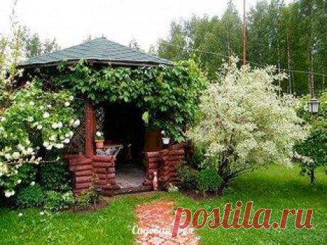 ЧТО ПОСАДИТЬ ВОЗЛЕ БЕСЕДКИ? НЕСКОЛЬКО СОВЕТОВ