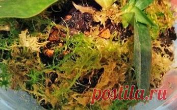 Выращиваем мох сфагнум