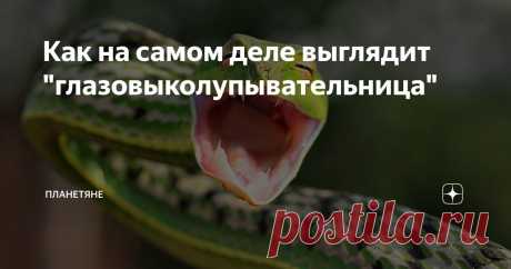 Как на самом деле выглядит "глазовыколупывательница" Статья автора «Планетяне» в Дзене ✍: Привет, мои дорогие любители необычной земной фауны.
