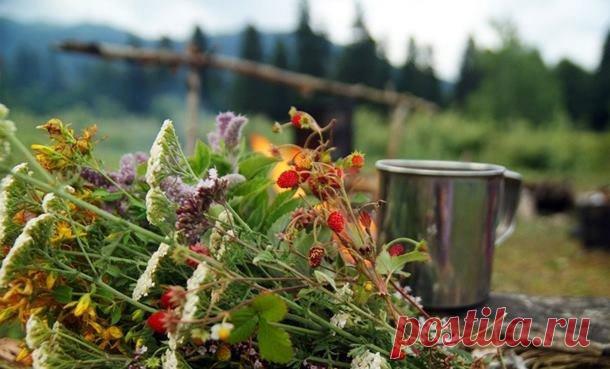 Как приготовить лекарственный Настой, Отвары, Настойки, Экстракты