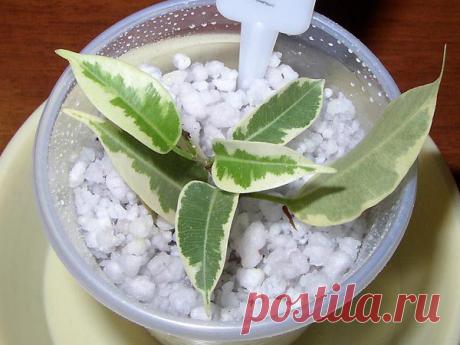 Почему желтеют листья фикуса - Комнатные растения - уход за комнатными растениями - Дом - IVONA - bigmir)net - IVONA