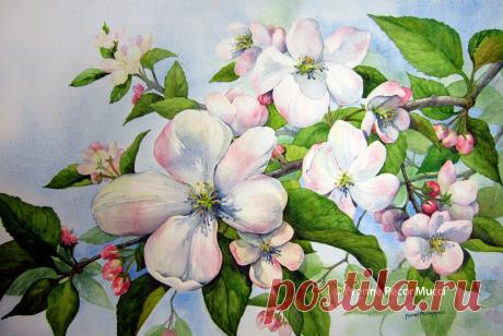 рисунки цветущих яблонь — Яндекс: нашлось 3 млн результатов