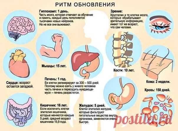РИТМЫ ОБНОВЛЕНИЯ ЧЕЛОВЕЧЕСКОГО ОРГАНИЗМА.