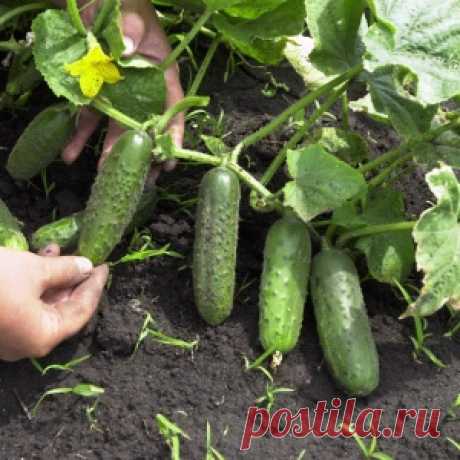 6 СОВЕТОВ, ЧТОБЫ ЛИСТЬЯ ОГУРЦОВ НЕ ЖЕЛТЕЛИ