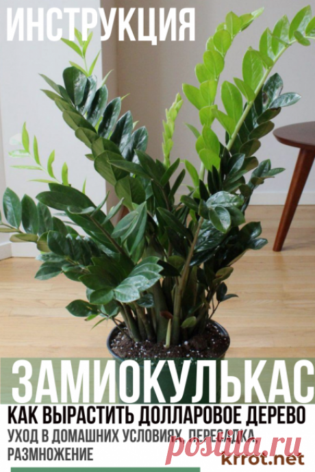 Долларовое дерево - (140 Фото) Уход, Пересадка +Отзывы
