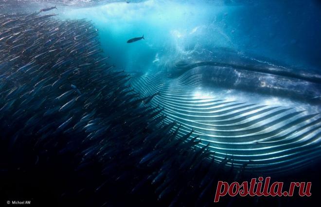 Лучшие фотографии дикой природы 2015