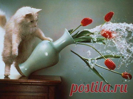 Фото котов, сделанных в нужный момент