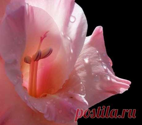 (38) Одноклассники