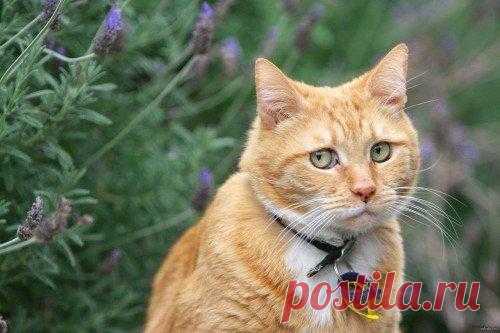 Один день из жизни Кота или приключения разбойника