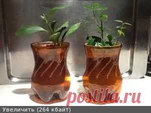 Горшки.аксессуары и необычные ёмкости для посадки цветов - Страница 9