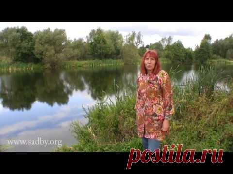 Создайте декоративный водоем на участке - и он заиграет новыми красками!