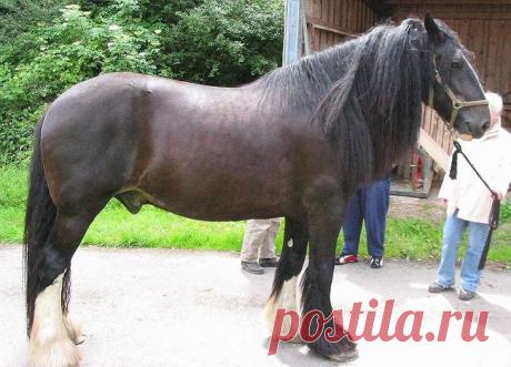 Тяжеловозы - самые большие и сильные лошади
