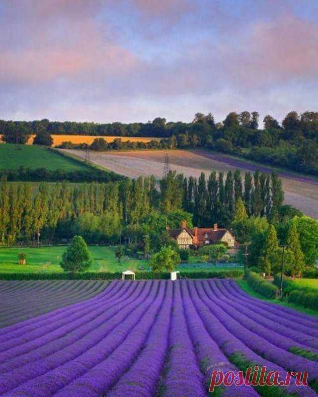 Лавандовые поля, Прованс, Франция.