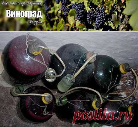 рецепт вина из винограда в домашних условиях -  ВИНОГРАД